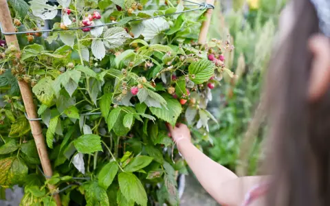 Maintenir les tiges d'un framboisier remontant avec un tuteur pour un palissage optimal. Des framboises mûres et vertes parsèment les branches.