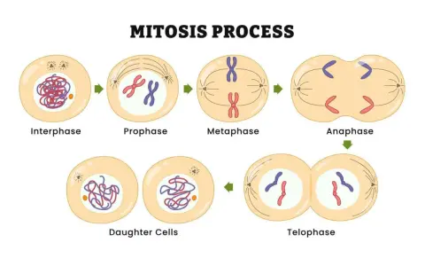 Ilustración del proceso de mitosis: interphase, profase, metafase, anafase y telofase, culminando en células hijas.
