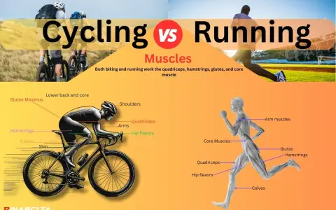 Cycling vs Running: A muscle comparison showing how both activities engage quadriceps, hamstrings, glutes, and core.