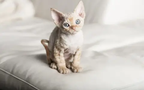 Devon Rex a Sfinks: Kluczowe różnice i podobieństwa w pielęgnacji