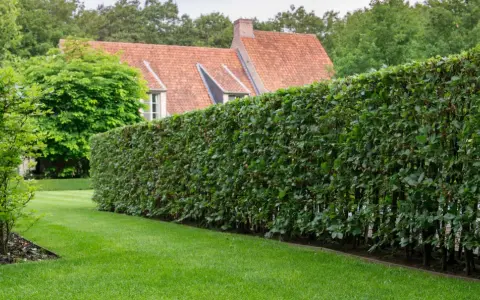 Une haie dense et bien taillée, un type de haie pour clôture, borde une pelouse verte devant une maison au toit de tuiles.