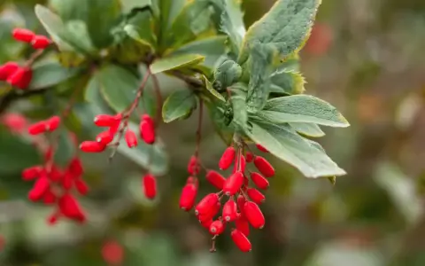 Ramitas con bayas rojas vibrantes, evocando la berberina para adelgazar y la salud natural.
