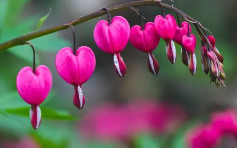 Des cœurs de Marie roses, en forme de goutte, pendent d'une tige. Quelques gouttes de rosée brillent sur leurs pétales.
