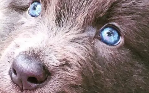 Oczy szczeniaka rasy blue bay shepherd lśnią jak dwa błękitne jeziora.