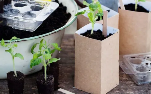 Små tomatplantor redo att planteras om i nya krukor av kraftpapper. En del står i jordblock, andra i sina nya hem.