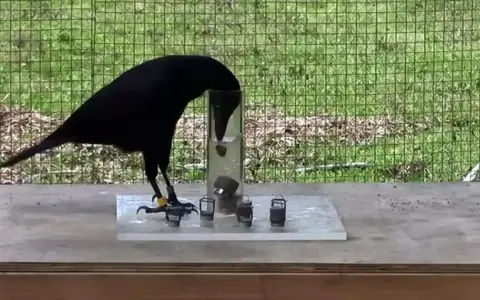 Cuervo negro inteligente resolviendo un rompecabezas para obtener comida, una lección sobre como ahuyentar cuervos.