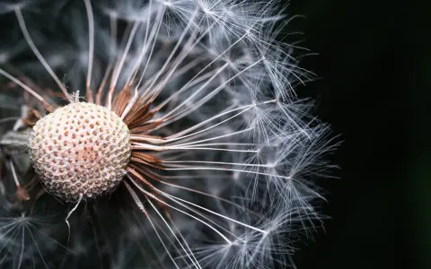 Graine de pissenlit prête à s'envoler. Gros plan en **taille macro** sur les filaments blancs et le réceptacle vide.