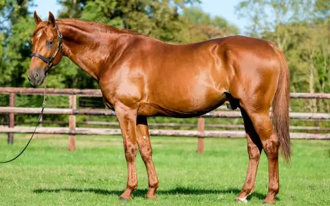 Un magnifique cheval bai, tel un dollar du rouet, se tient fièrement dans un pré verdoyant, une clôture en bois en arrière-plan.