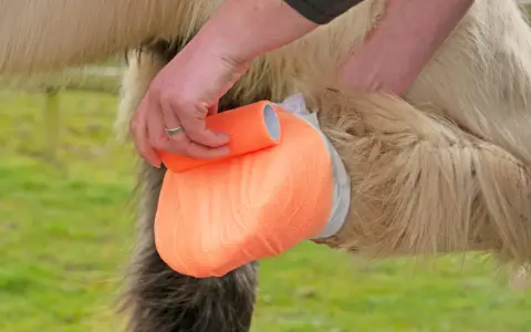 Main d'un soigneur appliquant un bandage orange sur le sabot d'un cheval, peut-être pour soigner un abcès au glome.