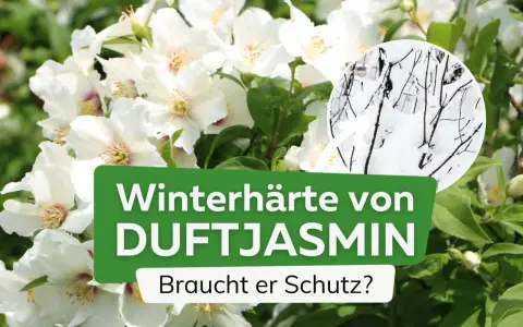 Weiße Blüten des Duftjasmin, daneben ein Kreis mit winterhartem Astwerk im Schnee. Braucht er Schutz?