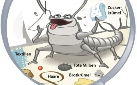 Ein fröhlicher Silberfisch frisst Zucker, Textilien, Haare, tote Milben und Brotkrümel. Warum Silberfische so beliebt sind? Sie sind Allesfresser!