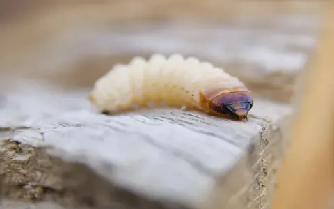 Gusano blanco, posible larva de escarabajo, sobre madera. Podría ser un ácaro blanco de madera.