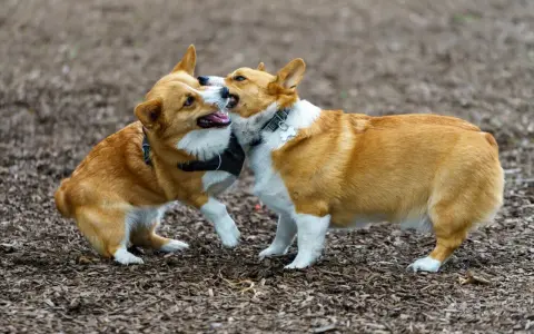 Dwa urocze corgi bawią się na zewnątrz. To świetny przykład, jak wprowadzić szczeniaka do domu z psem, obserwując ich interakcje.