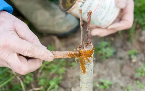 Application de mastic de greffage sur un jeune cerisier. C'est le bon moment quand greffer un cerisier pour assurer sa reprise.