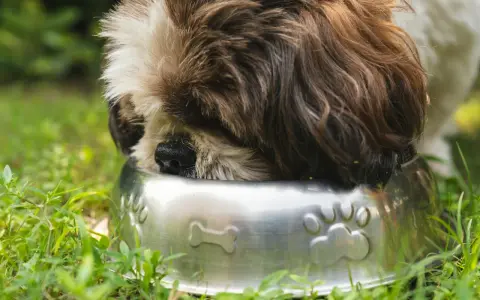 Shih Tzu szczeniak: Jak karmić, by rósł zdrowo? Poradnik eksperta