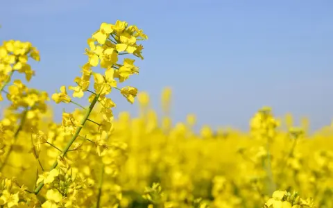 Champ de fleurs de colza (Brassica napus var. napus) sous un ciel bleu clair.