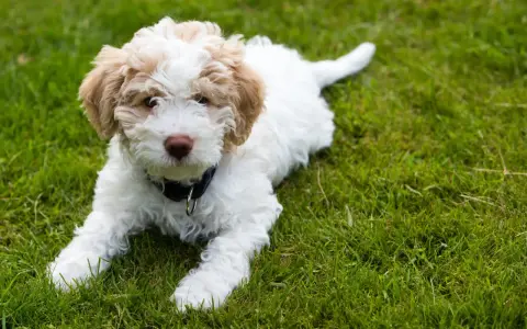 Uroczy szczeniak lagotto romagnolo leży na trawie. Zastanawiasz się nad lagotto romagnolo cena?