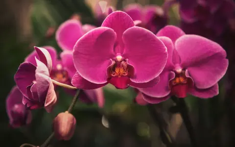 Orquídeas fucsia vibrantes, un recordatorio visual de cómo regar una orquídea para mantener su belleza.