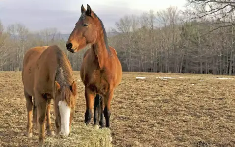 Deux chevaux bruns se tiennent dans un pré. L'un mange du foin, l'autre regarde au loin. Le sexe des chevaux n'est pas visible.