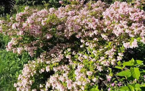En frodig paradisbuske blommar med tusentals små, ljusrosa blommor. En riktig dröm i trädgården.
