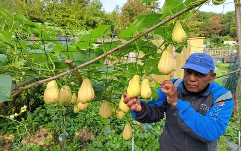 Un homme fier montre sa récolte de chouchou légume, des fruits jaunes suspendus à une treille luxuriante.