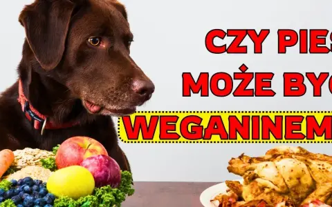 Czy pies może jeść wędzone mięso? Poznaj ukryte ryzyka zdrowotne