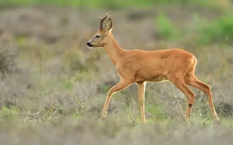 Un chevreuil adulte, au pelage roux, traverse un champ d'herbes sèches, ses petites cornes dressées.