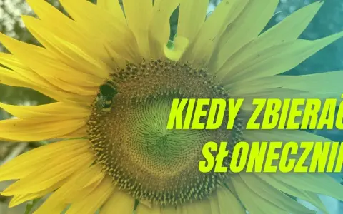 Kiedy jest sezon na słoneczniki? Poznaj najlepszy czas na zbiór
