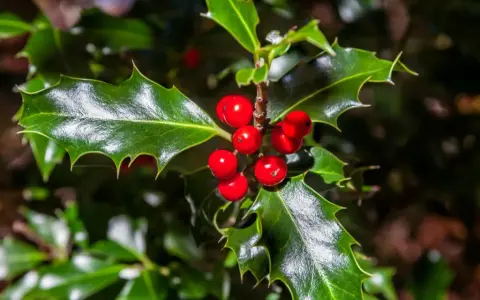 Ramitas de acebo con bayas rojas brillantes y hojas verdes dentadas, evocando la magia del acebo y el muérdago en invierno.
