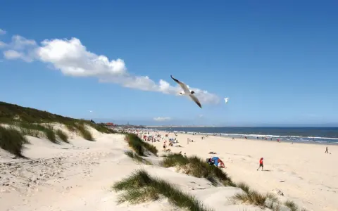 Möwen kreisen über einem sonnigen Strand mit Dünen und Menschen, ein typisches Bild der Nordseeinseln.