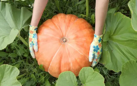 Hands in floral gloves cradle a giant orange pumpkin, a testament to successful pumpkin patch cultivation.