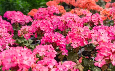 Mnóstwo różowych odmian pelargonii tworzy barwny dywan. W tle widać pomarańczowe kwiaty.