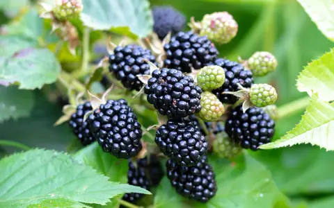 Reife, saftige Brombeeren hängen am Strauch. Diese gesunden Früchte sind voller Vitamine und ein Genuss für den Gaumen.