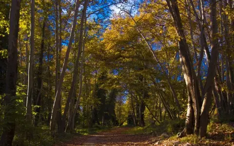 Rezerwat przyrody Las Bielański: Tajemnice natury i unikalna fauna