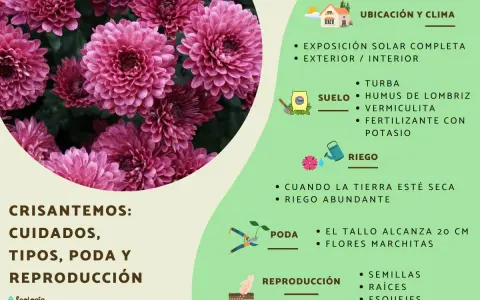 Crisantemos: cuidados, tipos, poda y reproducción. Guía visual con consejos para el cultivo de crisantemos, incluyendo ubicación, suelo, riego y poda.