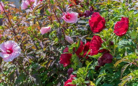 Un magnifique **hibiscus en pot** déploie ses pétales roses et rouges vifs, entouré de feuilles sombres et de bourgeons verts.