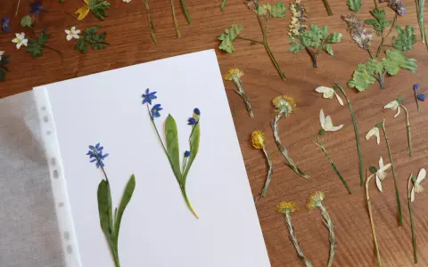 Getrocknete Blumen, bereit für ein Herbarium. Blaue Scilla und gelbe Blüten auf Holz.
