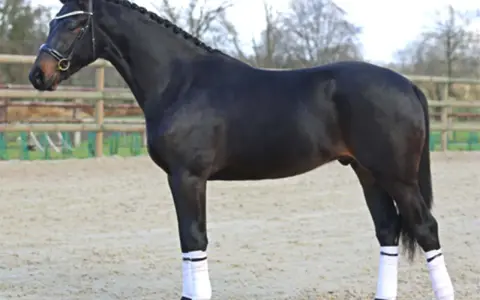Magnifique étalon CSO noir, crinière tressée, prêt pour la compétition.