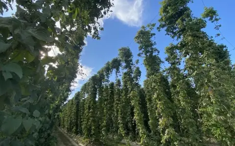 Filari di piante di luppolo in piena coltivazione, con le chiome verdi che si innalzano verso il cielo azzurro.