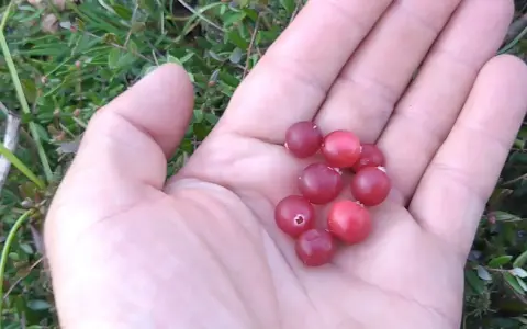 Kiedy jest sezon na żurawinę i jak go nie przegapić?