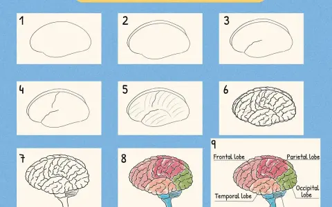 Instrukcja krok po kroku, jak narysować mózg. Pokazuje etapy rysowania od prostego kształtu do szczegółowego, kolorowego modelu z nazwami części.