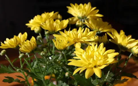 En bukett med solgula krysantemum ute, med mörk bakgrund. Blommorna lyser upp i solljuset.
