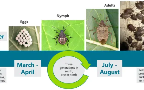 The life cycle of a stink bug: eggs, nymphs, and adults. Overwintering adults emerge in spring, reproduce, and then seek shelter in fall.