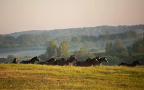 Stadnina Koni Nad Wigrami: Noclegi, Konie, Spokój. Odkryj!