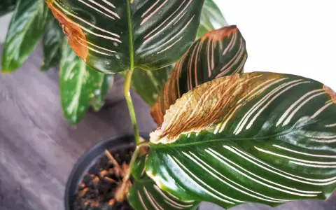 Braune Blattspitzen bei Calathea: Tipps zur Calathea Pflege, um trockene Ränder zu vermeiden.