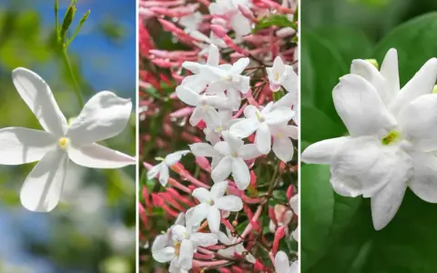 Triptyk med vita jasminblommor. Den vänstra bilden visar en ensam blomma mot en blå himmel. Mittenbilden visar en klase av blommor med rosa knoppar och vattendroppar. Den högra bilden visar en enda, fylligare blomma. Doft jasmin sprider sin ljuvliga doft.