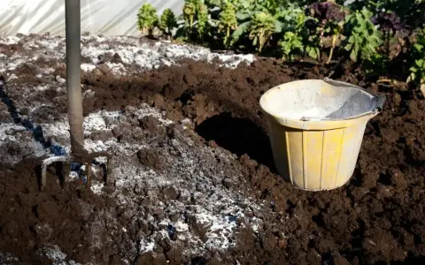 Kiedy sypać wapno na działkę, aby poprawić jakość gleby?