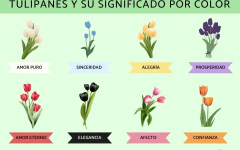 Tulipanes y su significado por color: blancos (amor puro), azules (sinceridad), amarillos (alegría), morados (prosperidad), rojos (amor eterno), negros (elegancia), rosas (afecto) y naranjas (confianza).