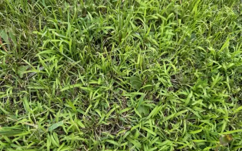 A close-up view of a lawn showing the different stages of crabgrass growth, from young shoots to more established patches.