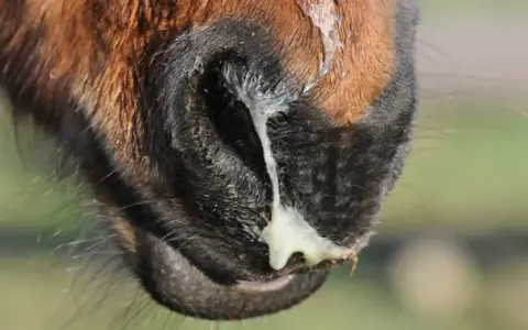 Museau d'un cheval brun avec un écoulement nasal épais et jaune, possiblement lié à la leptospirose cheval.